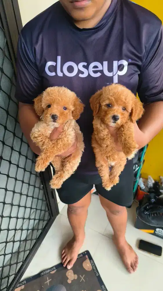 Poodle jantan betina