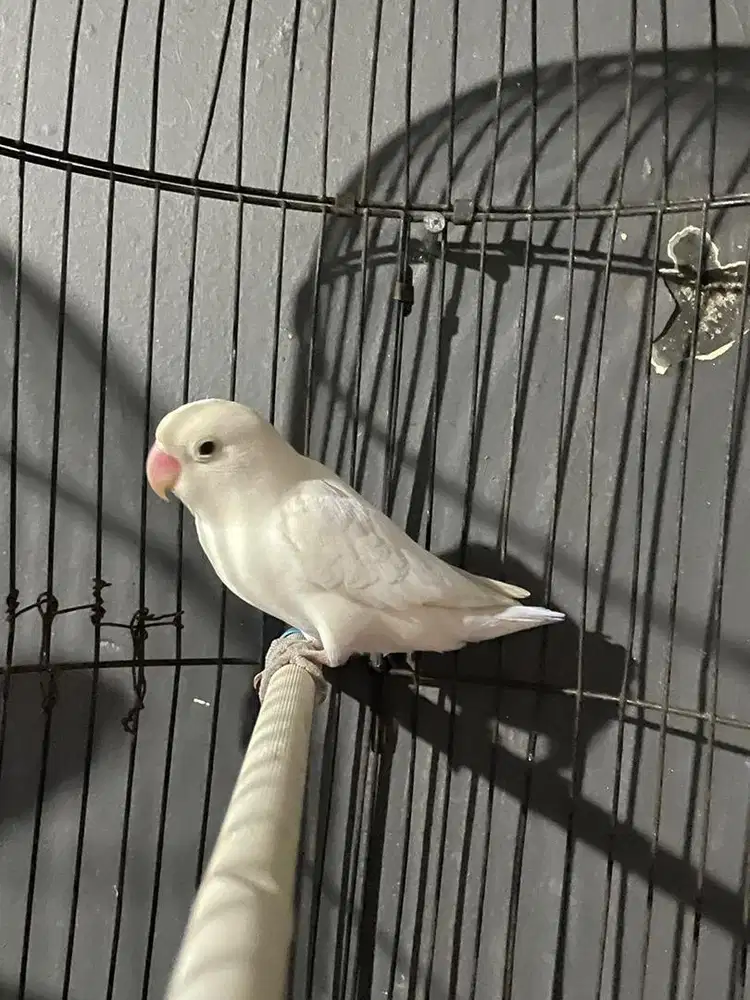 Love bird lovebird albino mata hitam semijinak