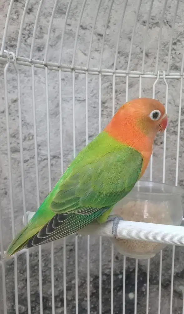 Lovebird love bird biola green