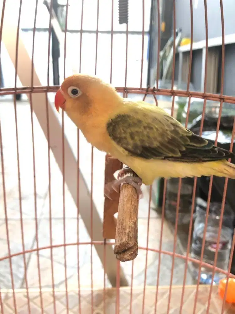 Lovebird love bird pb ewing