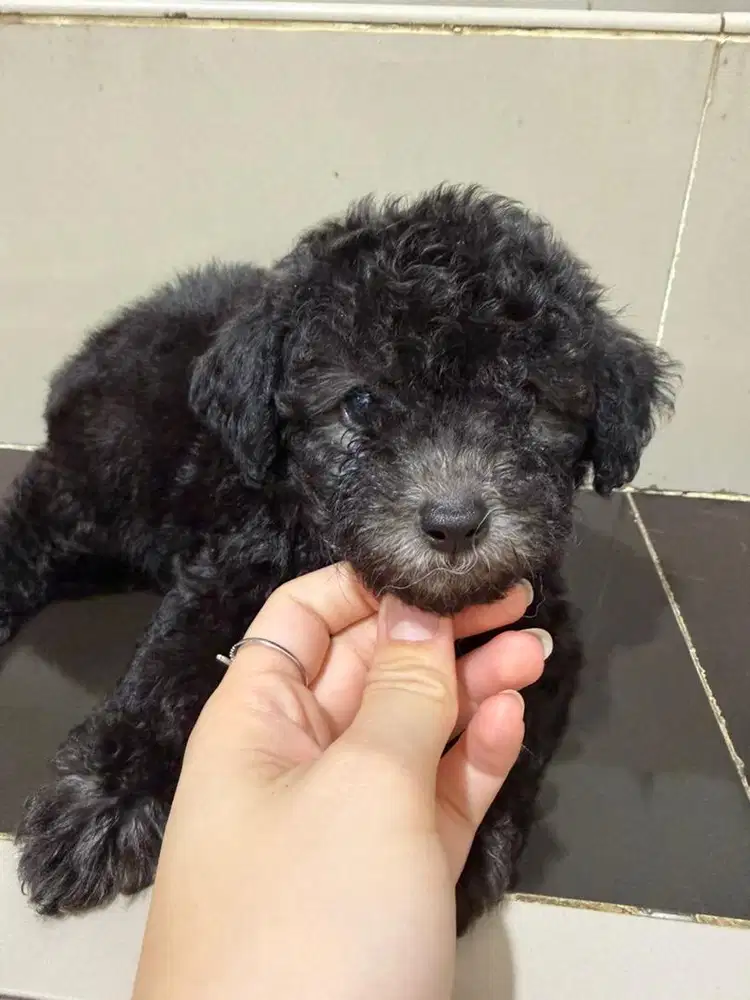 Toy Poodle - Puppies - Silver
