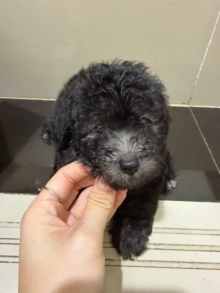 Toy Poodle - Puppies - Silver
