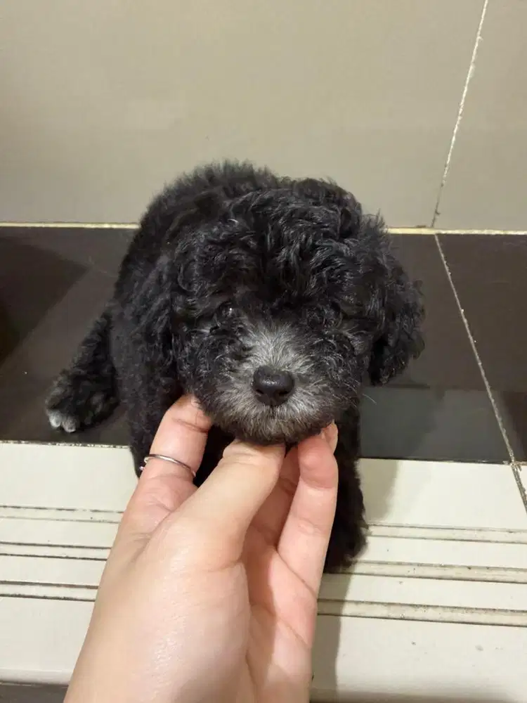 Toy Poodle - Puppies - Silver