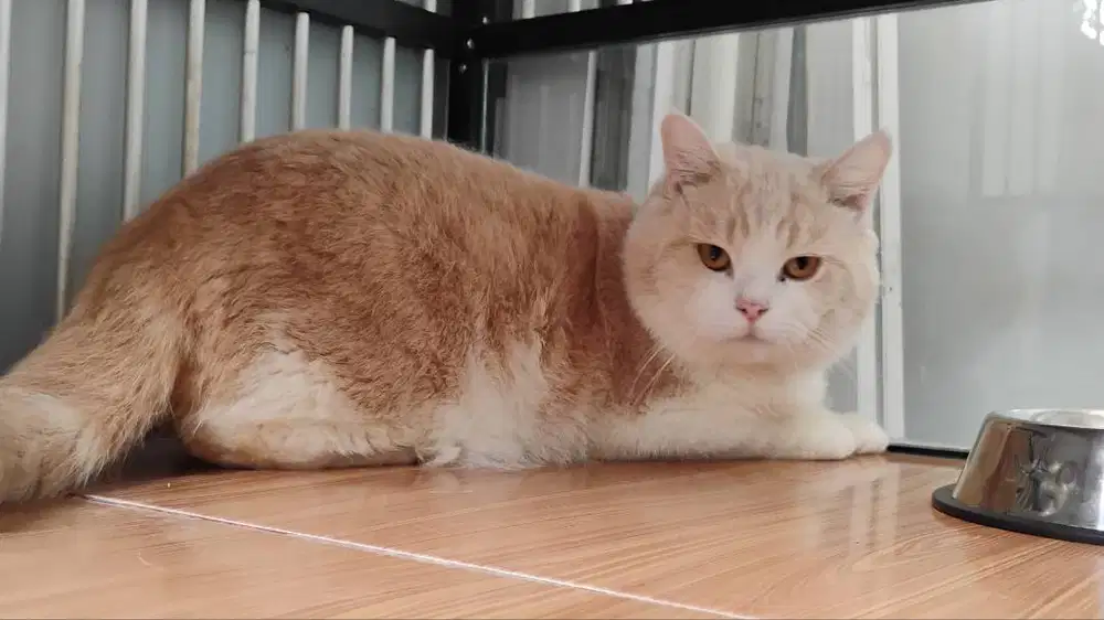 british shorthair jantan cream bicolor 1 tahun 3 bulan