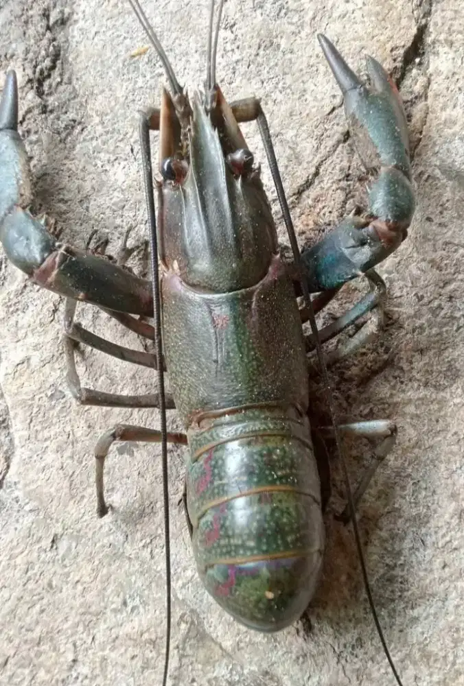 Lobster Air Tawar konsumsi hidup