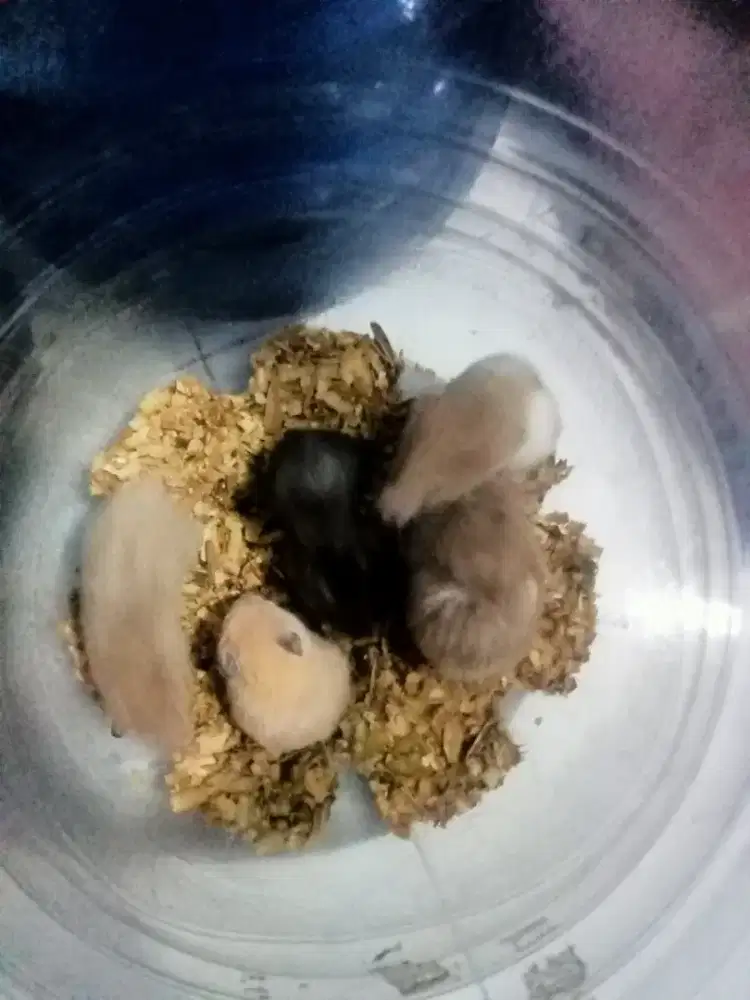 Jual hamster satuan 15.000