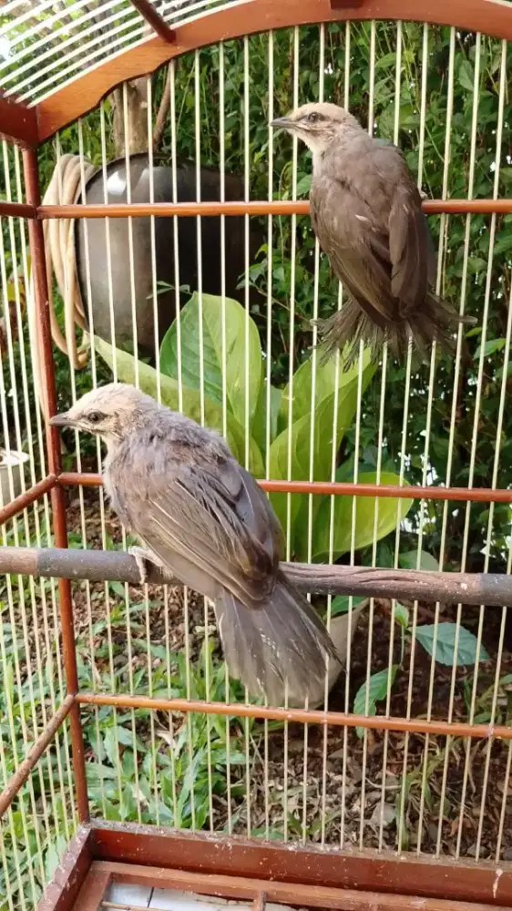 Cucak Rowo mandiri pisang