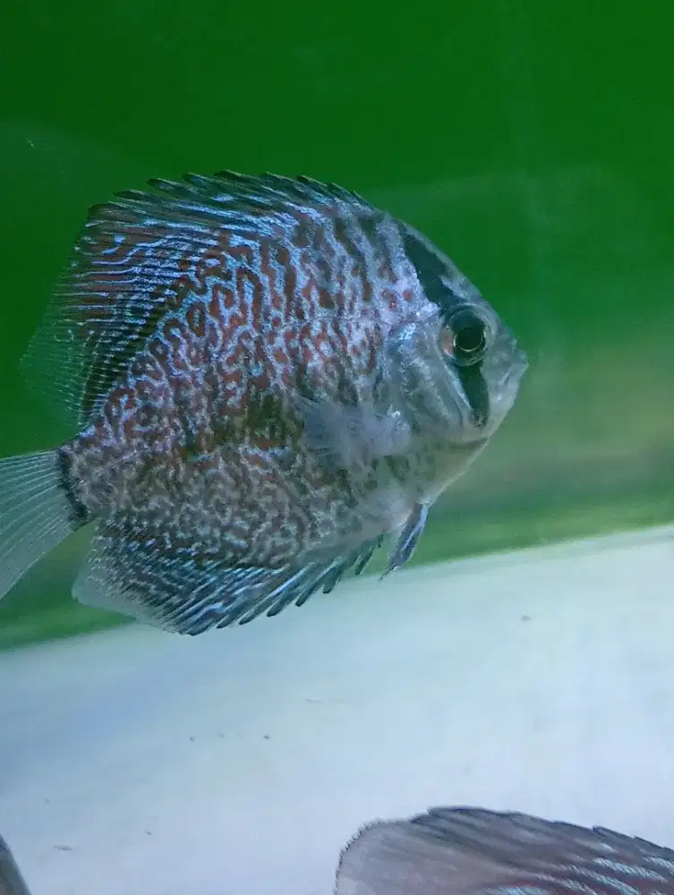 Discus symphysodon discus heckel