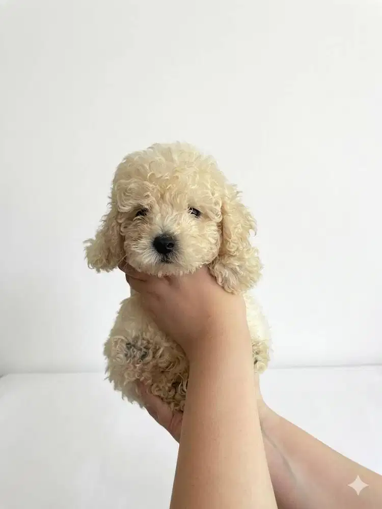 Toy Poodle Surabaya Jantan Light Apricot (Stambum & Vaksin Lengkap)