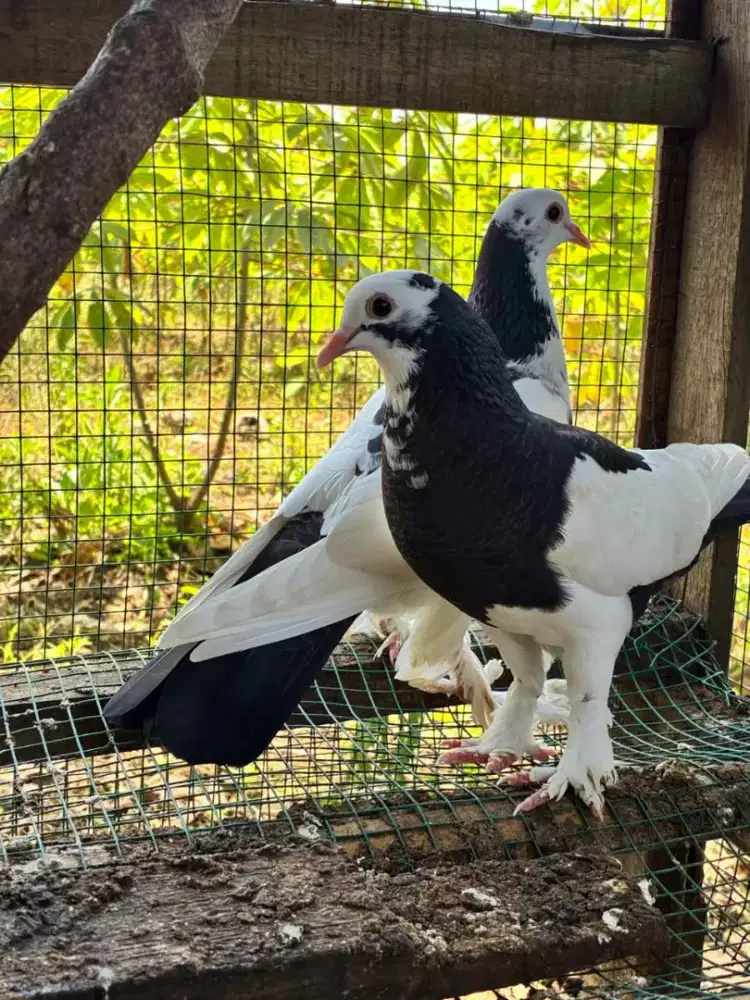Merpati Hias sepasang River