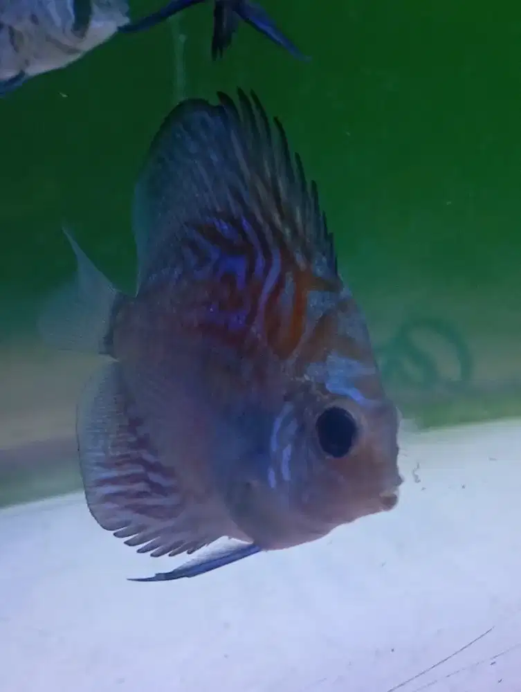 Discus Turquoese