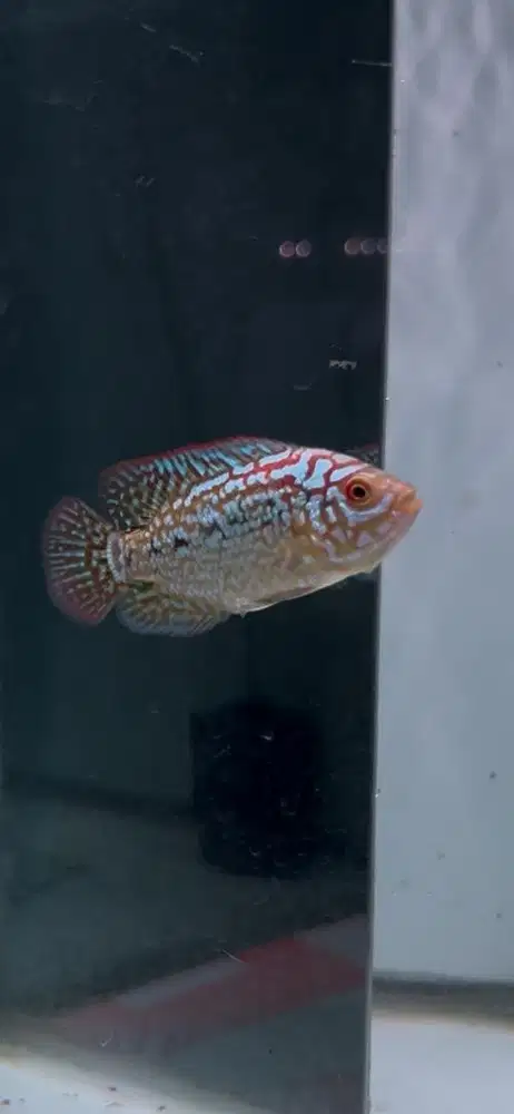 Louhan kamfa f2 ori thailand