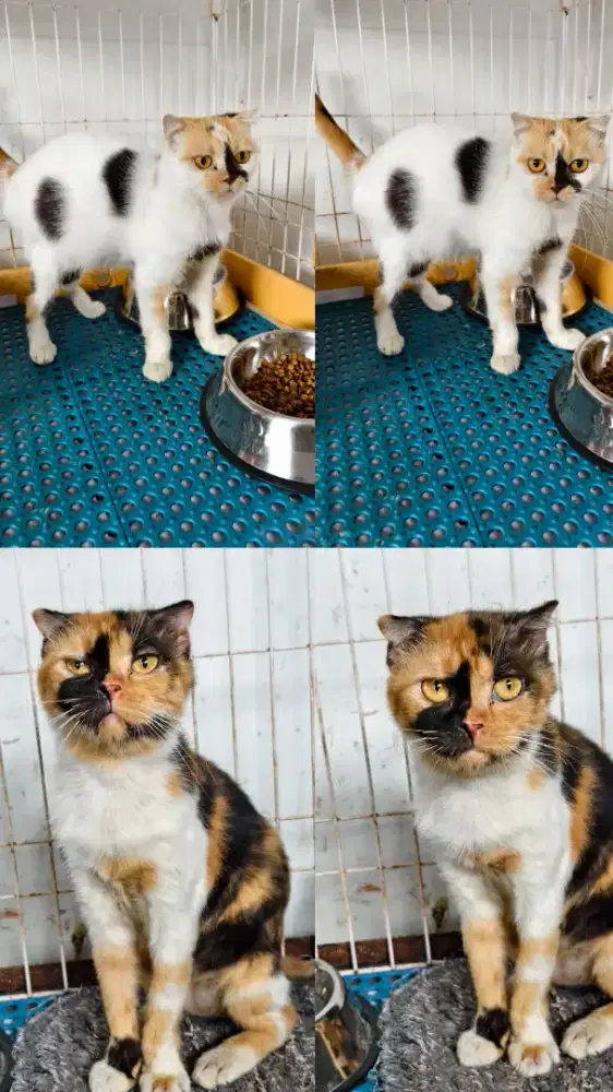 Scottish fold betina 2 ekor