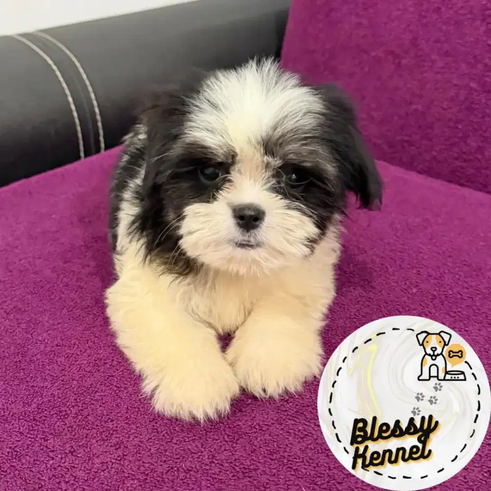 Anjing Shih Tzu / Shitzu