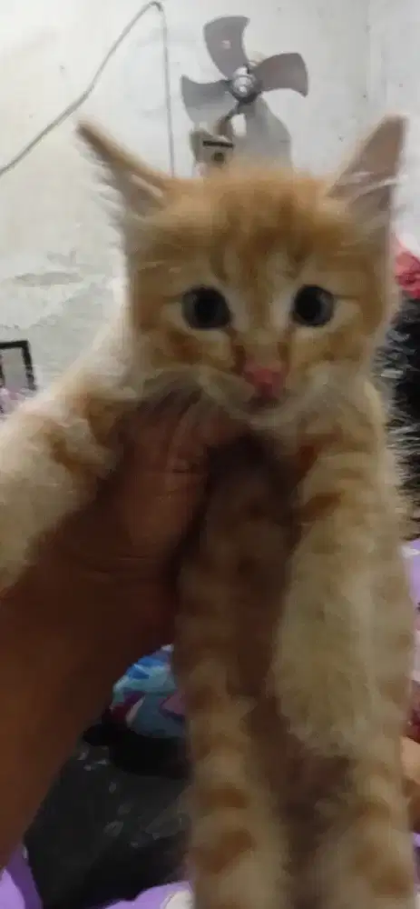 Kitten Persia longhair umur 2, 5 bln jantan sehat