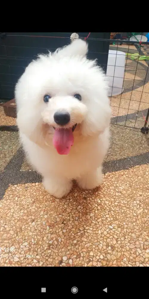 Jual Calon Pejantan Mini Bichon Frise