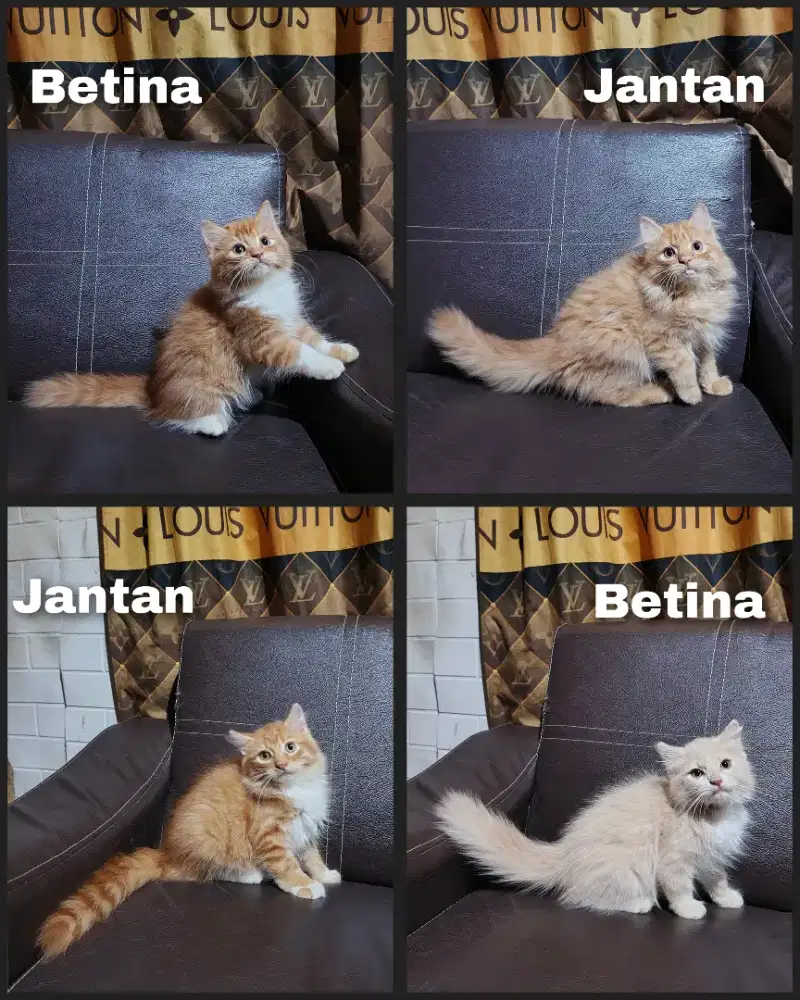 Kitten persia Longhair lucu lucu