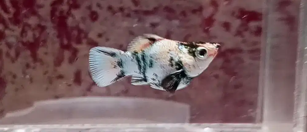 Ikan RH betina bukan ayam kalkun atau burung