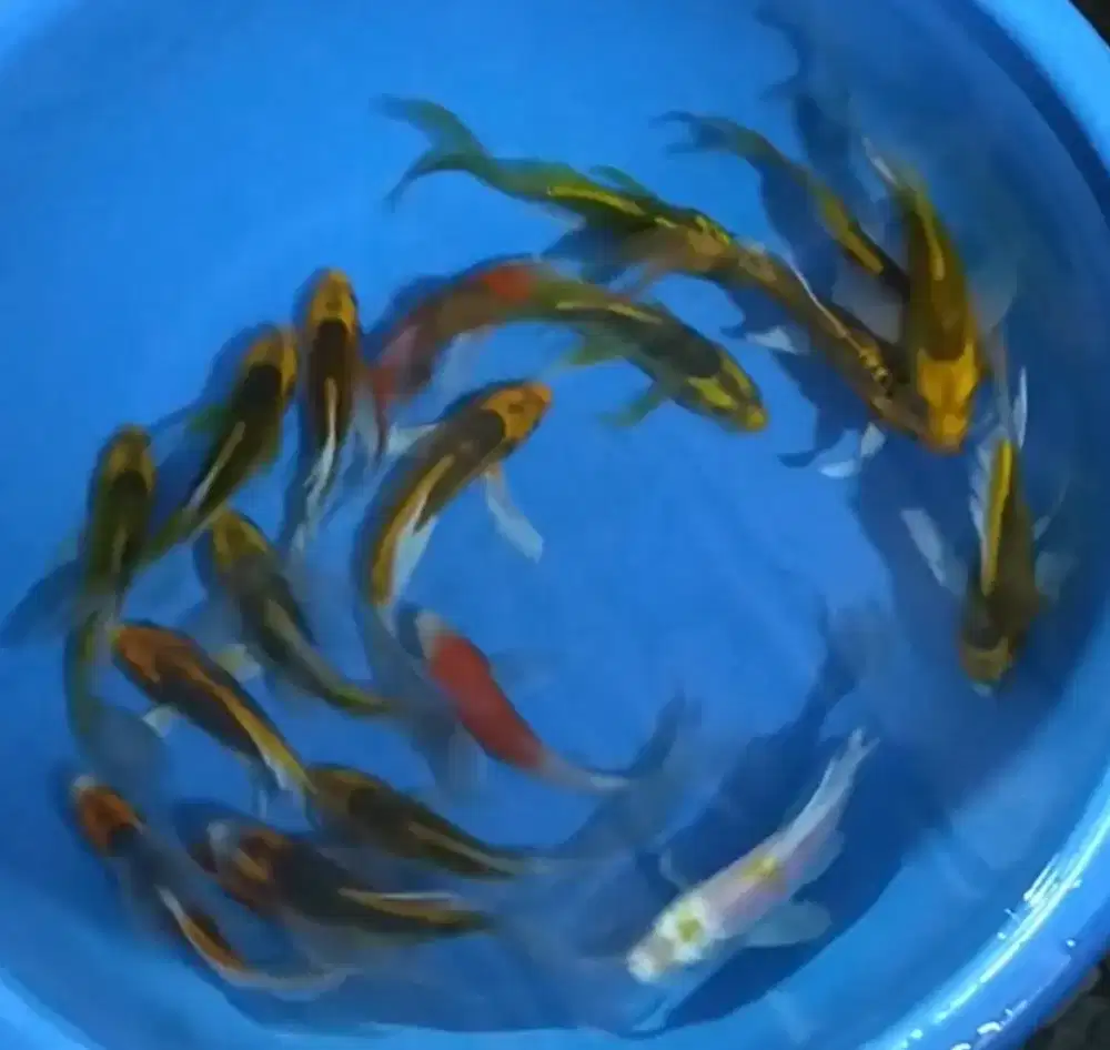 Ikan koi size 15_17cm