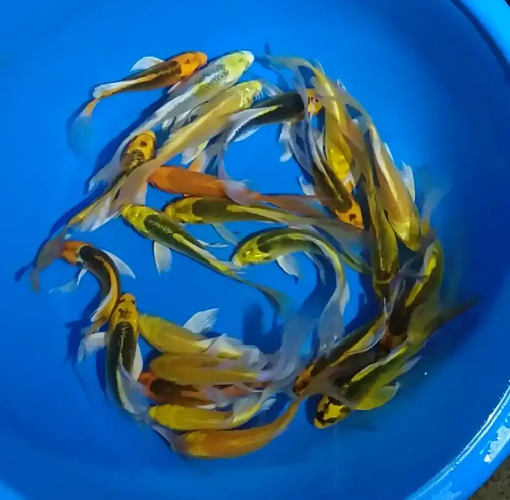 Ikan koi size 15-17cm