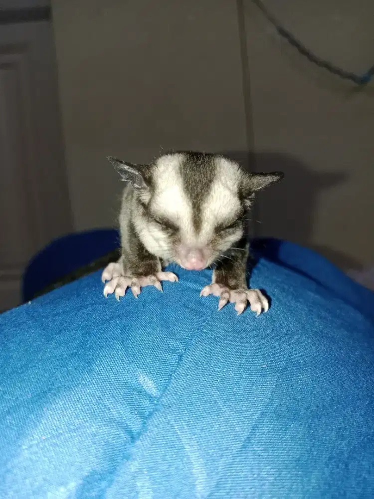 Sugar glider classic grey