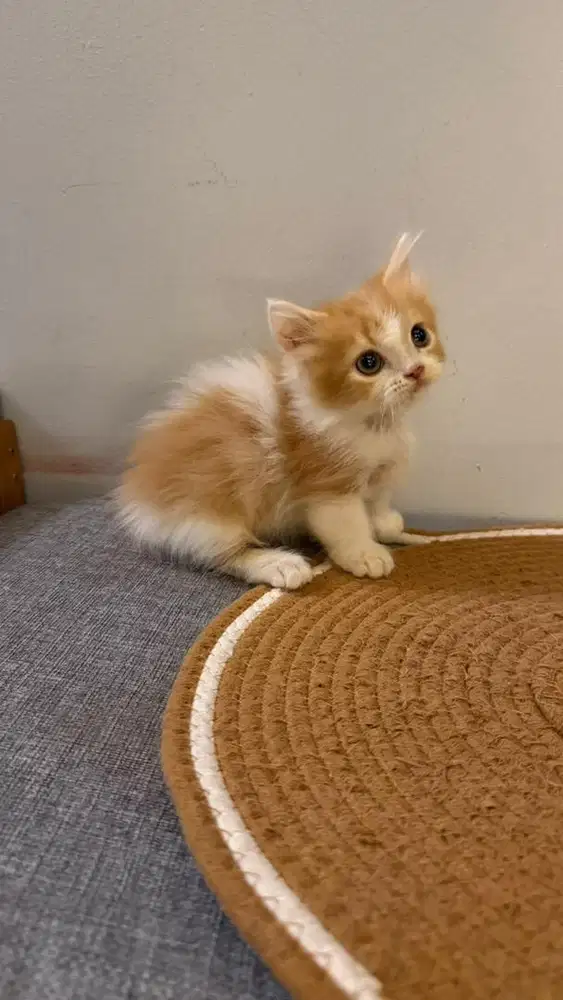 Kucing Munchkin 2 Bulan