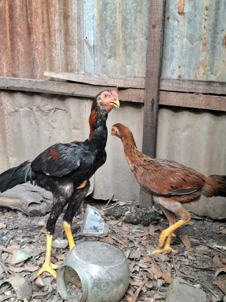 Jual murah sepasang anakan Aseel X bangkok super