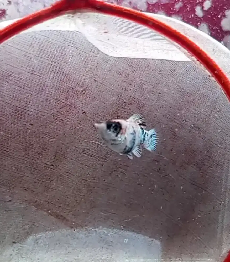 Ikan RH betina bukan ayam burung atau bebek