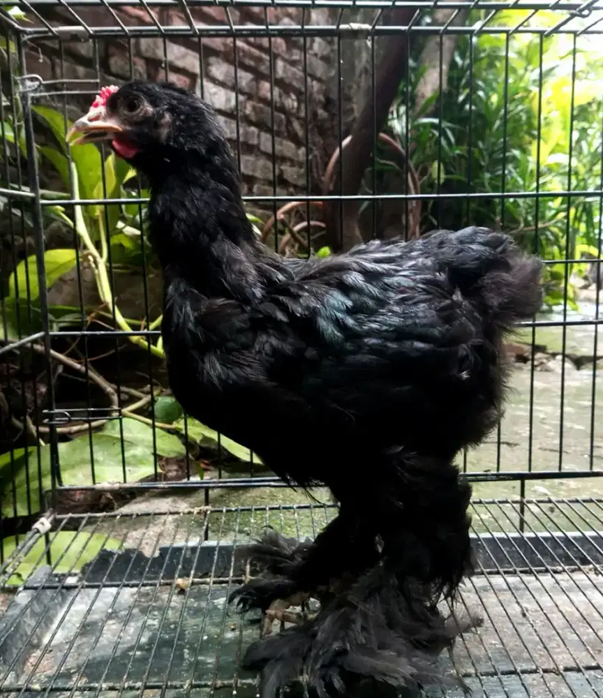 Ayam Brahma Black