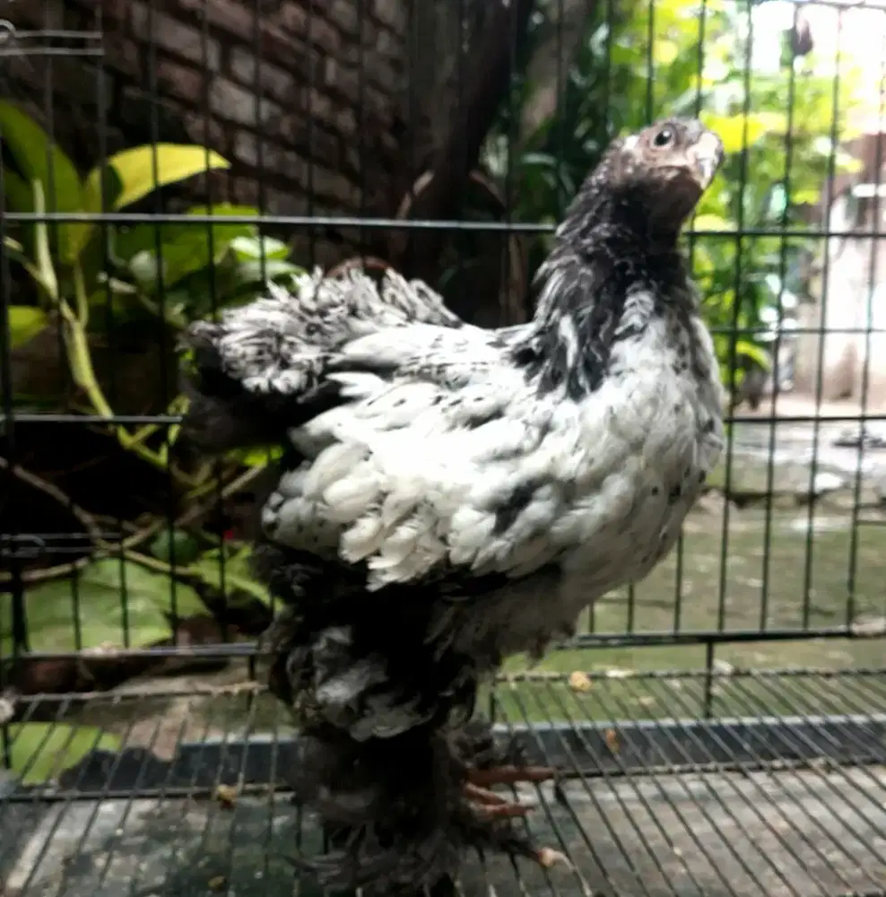 Ayam Brahma Light