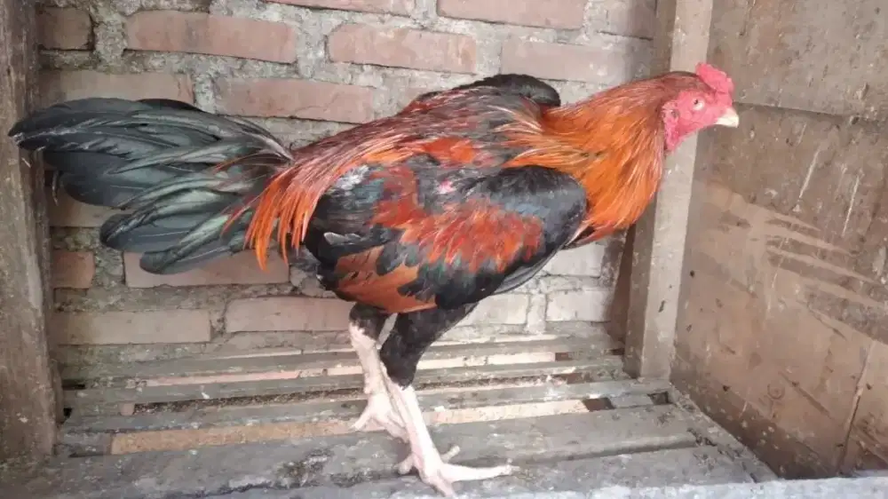 Jual ayam bngkok x pkhoy ukuran jumbo