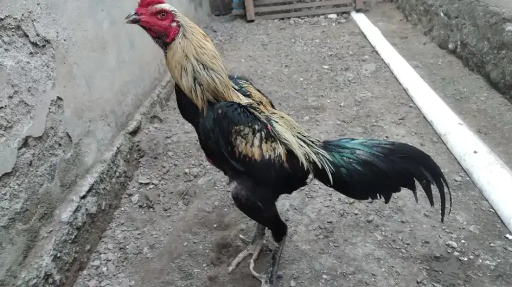 Jual ayam pakhoy masih muda umur 6 bulan