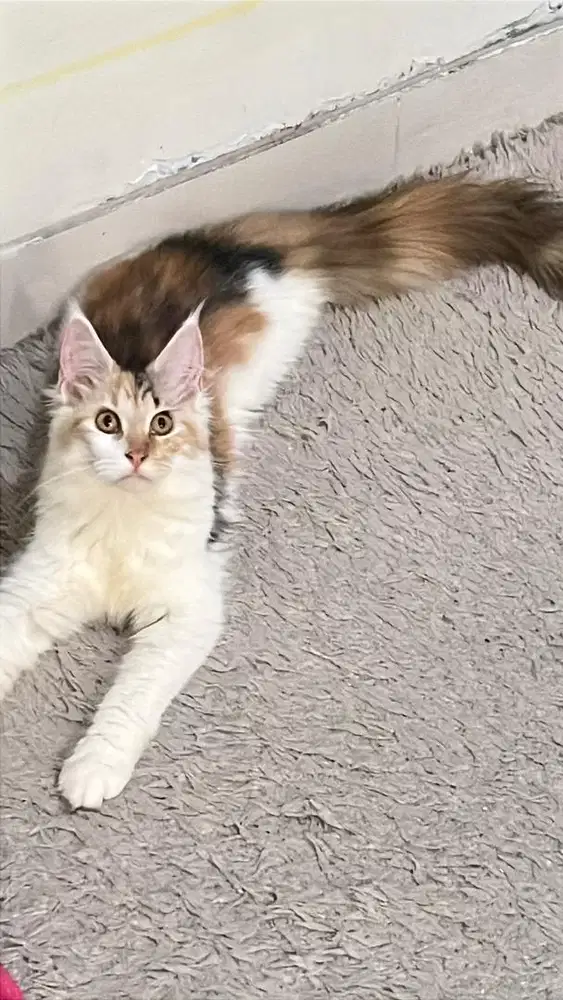 Kitten Mainecoon betina