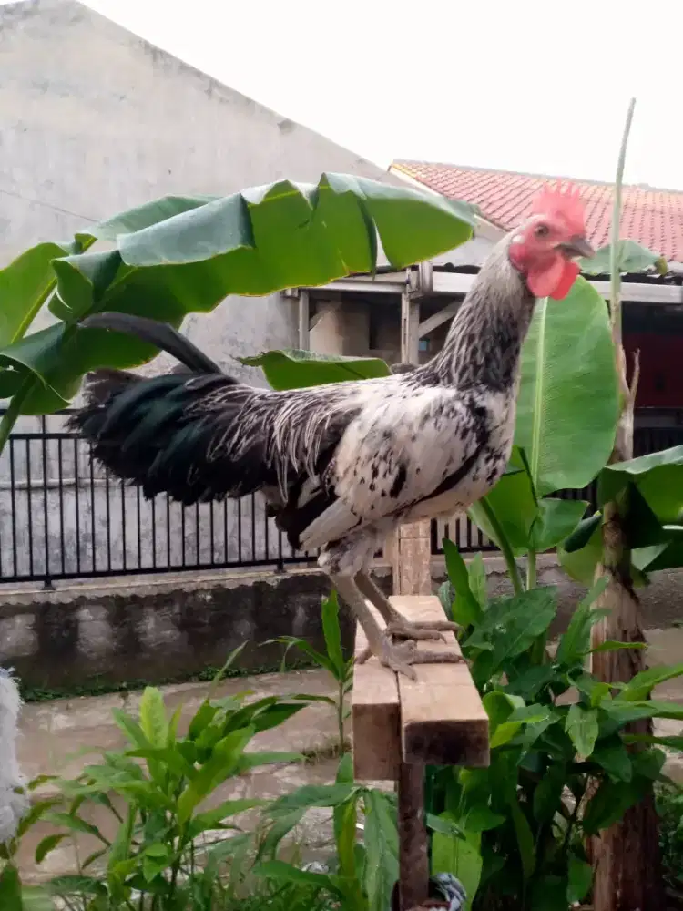 Ayam ktw muda durasi sambung