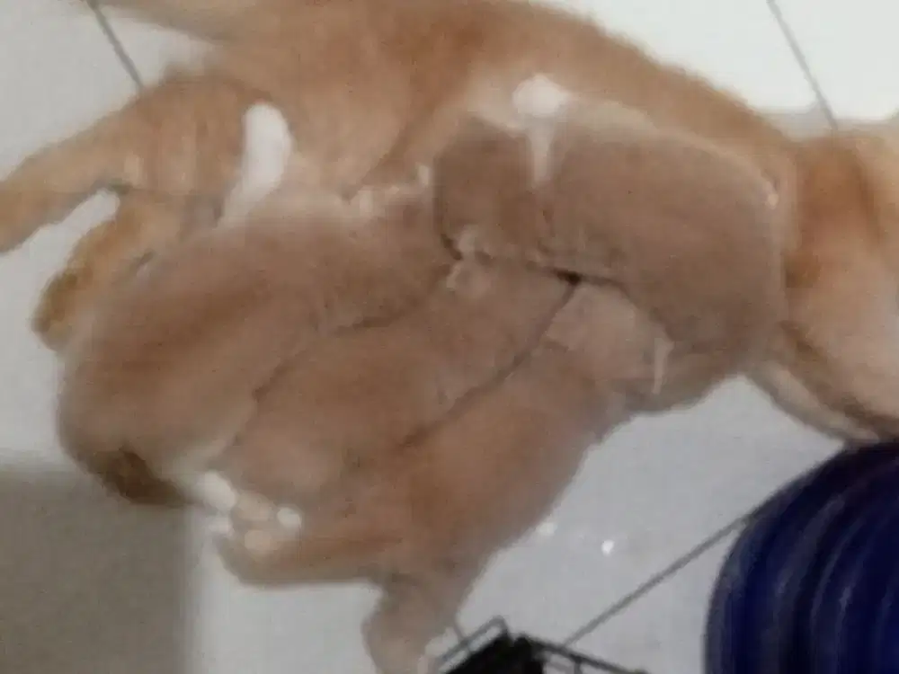 Kitten persia medium