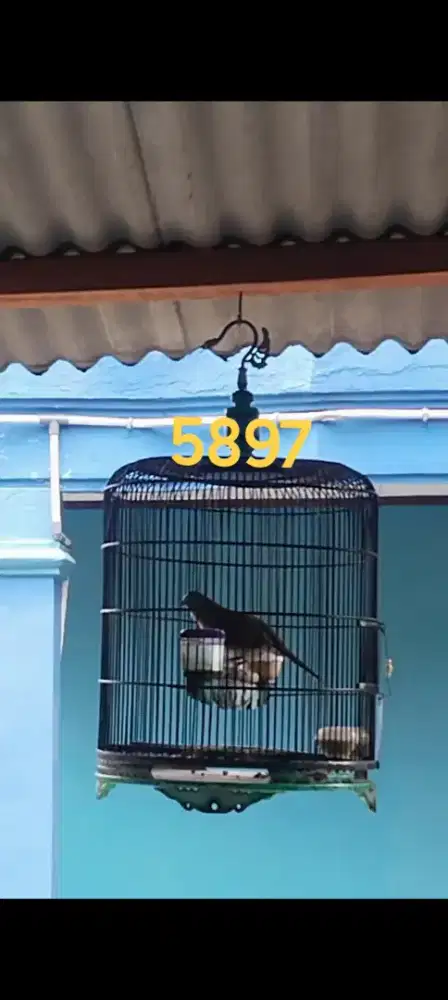Burung perkutut bangkok jantan