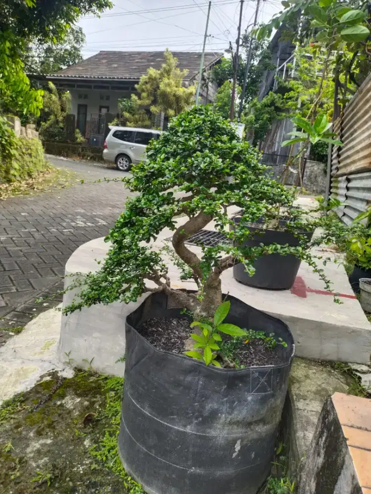 Jual cepat bonsai