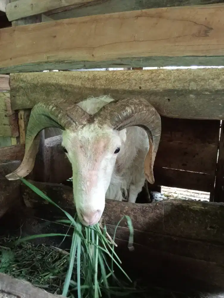 Kambing Domba Qurban