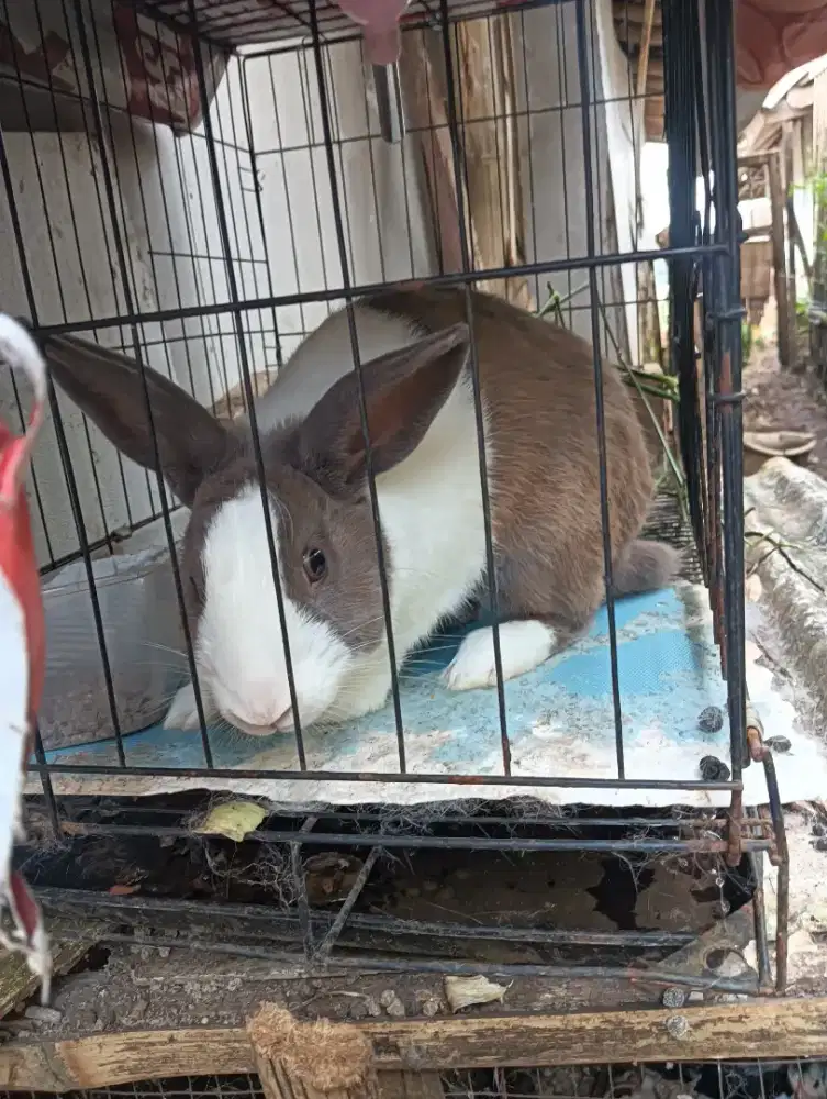 Kelinci Dutch Jantan
