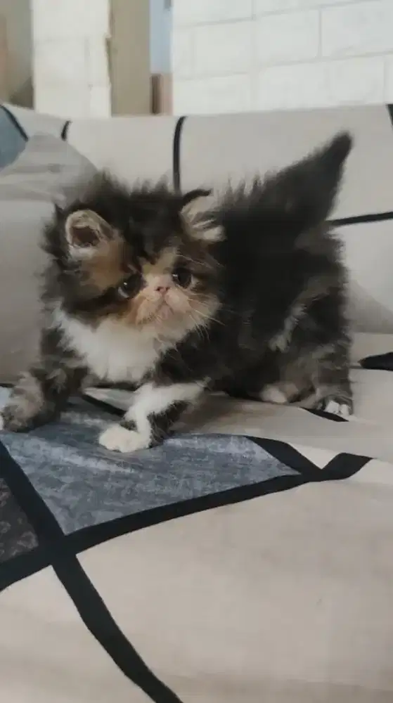 Kitten peaknose long hair jantan