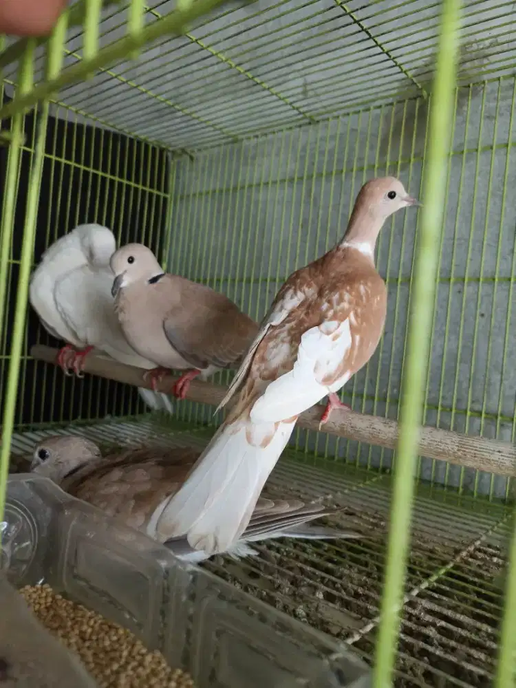 Burung puter lokal