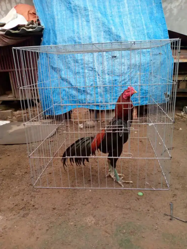 Sak Josse kandang ayam Galvanis