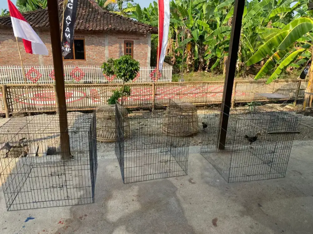 Jogja Istimewah Kranji ayam kandang ayam