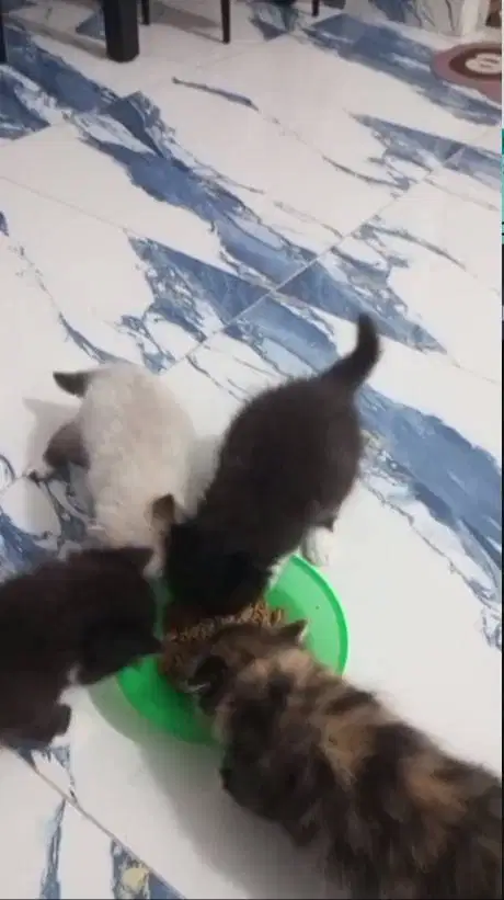 open adop kucing persia