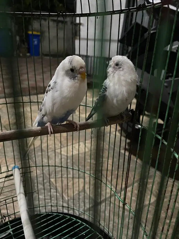 Burung parkit indukan muda