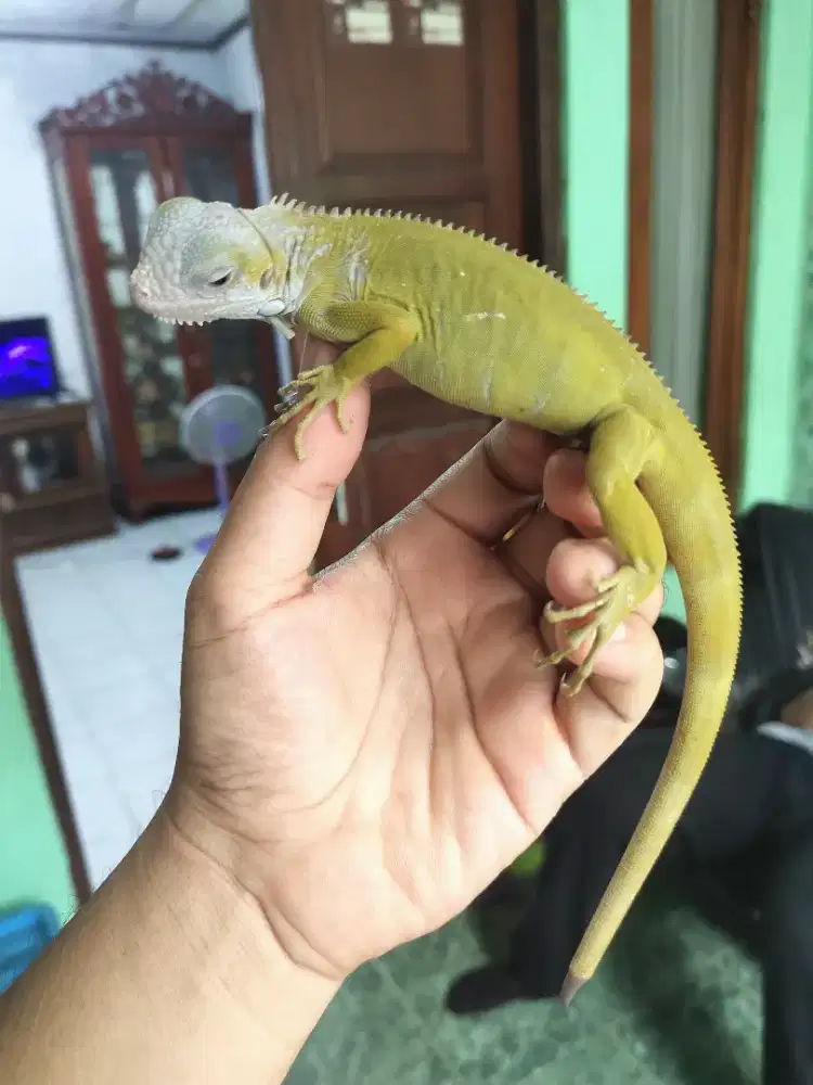 Iguana hypo green