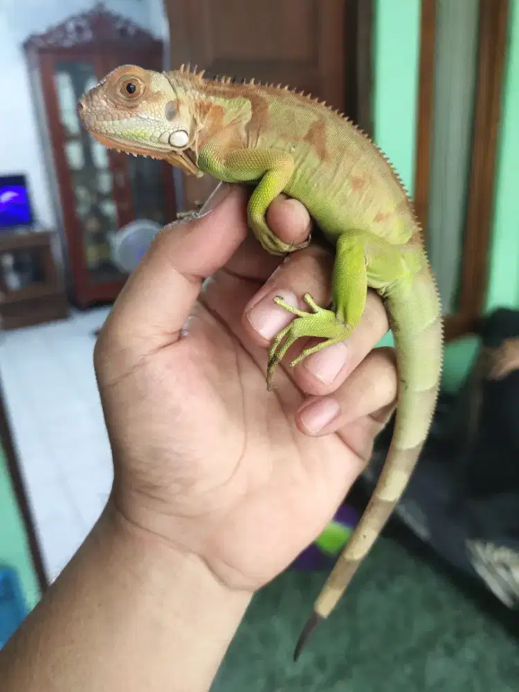 Iguana red jantan