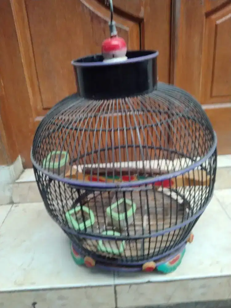 Kandang Burung Tekukur/Puter