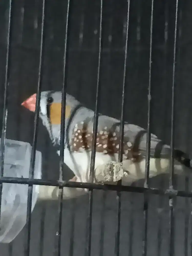 Jalak kebo / omas dan ZF aktif rajin gacor