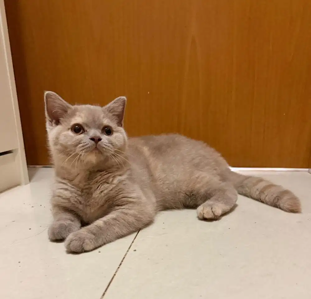 Kucing British shorthair Lilac tortie Betina bsh kucing kitten female
